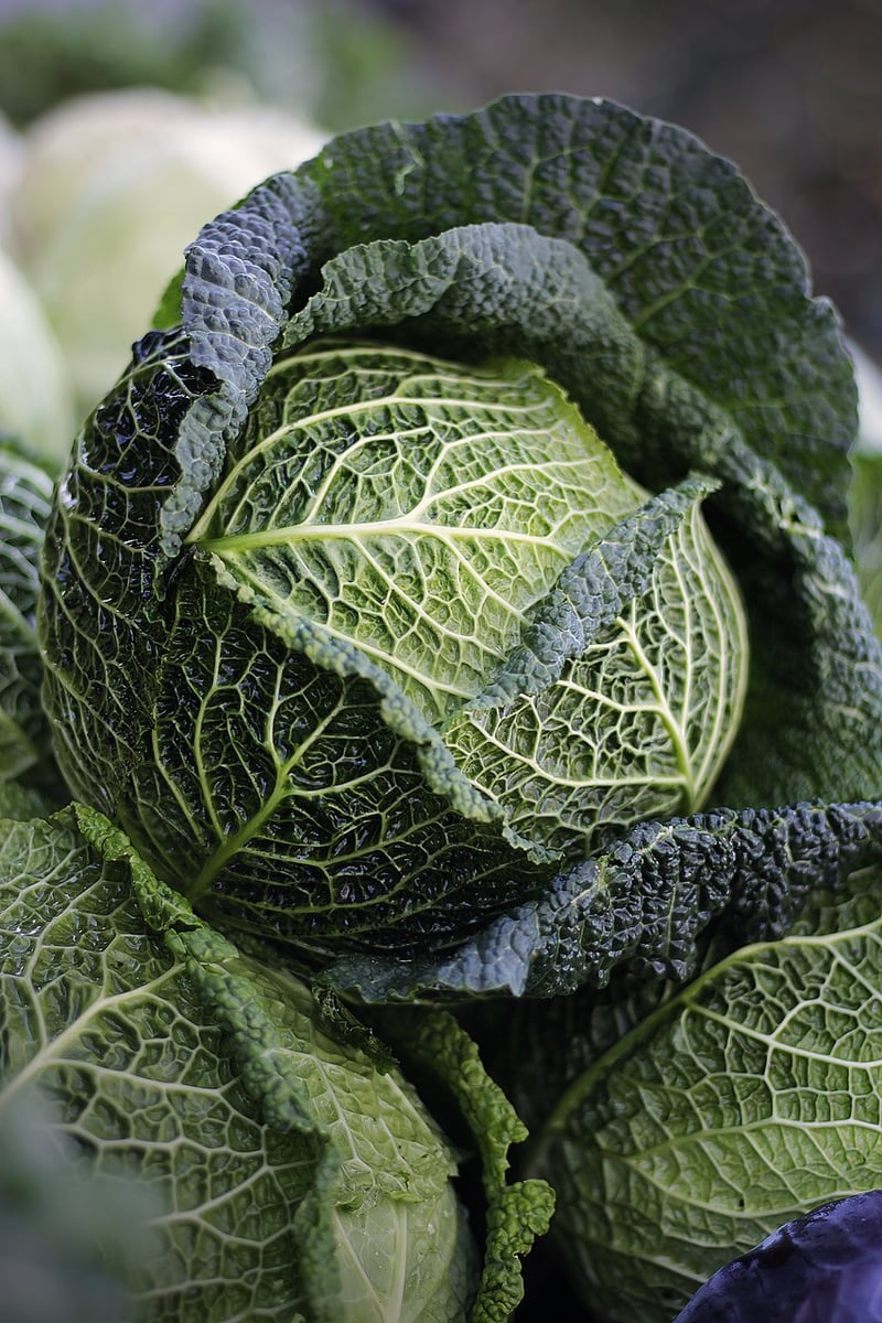 Plant-Based Ingredients
